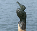 Aalscholver