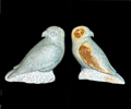 Roofvogel